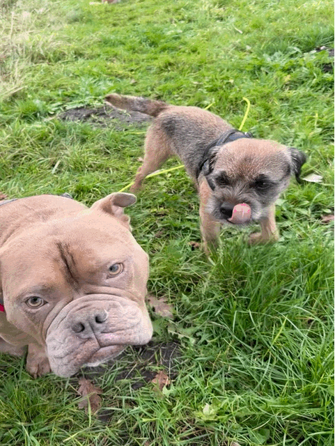 Ankes Gassi Service - da fühlt sich Ihr Hund so richtig wohl, Gassi Service Hamburg, HH, Dogwalking, Dogwalker, kostenloser Hol- und Bring-Service, Tagesbetreuung, Halbtagesbetreuung, Urlaubsbetreuung, Wochenendbetreuung, Feiertagsbetreuung ohne Aufpreis